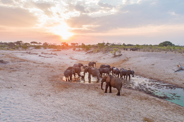 herd of elephants gathered in a watering hole in botswana