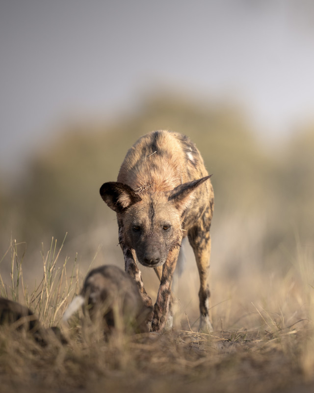 African wild dog in botswana
