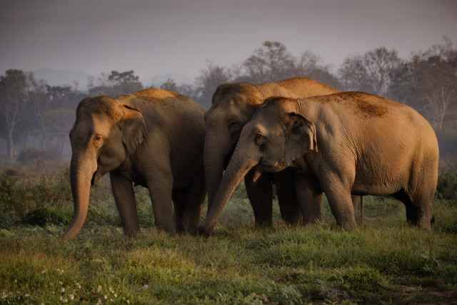 three elephants in Thailand jungle area