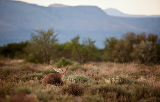 an aardvark in private game reserve in south africa
