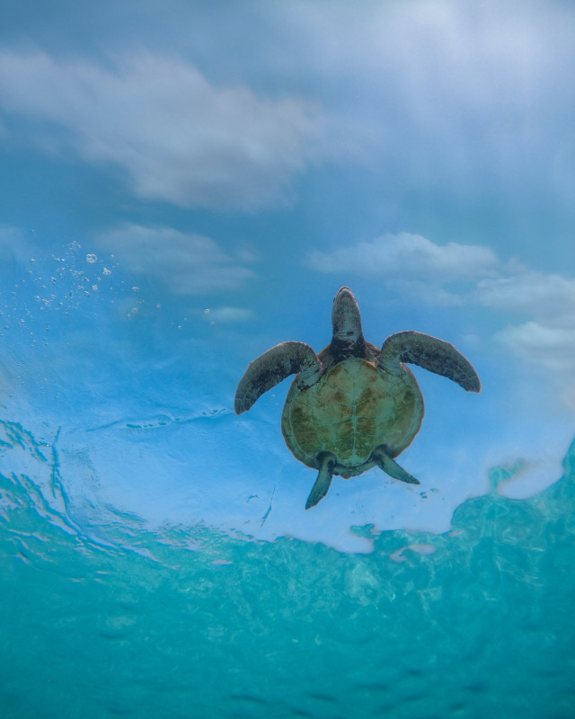 Turtle Swimming in the Ocean