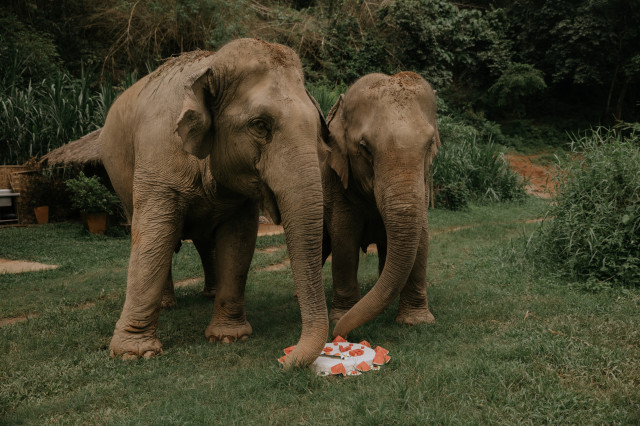 two elephants with slices of watermelon in jungle area