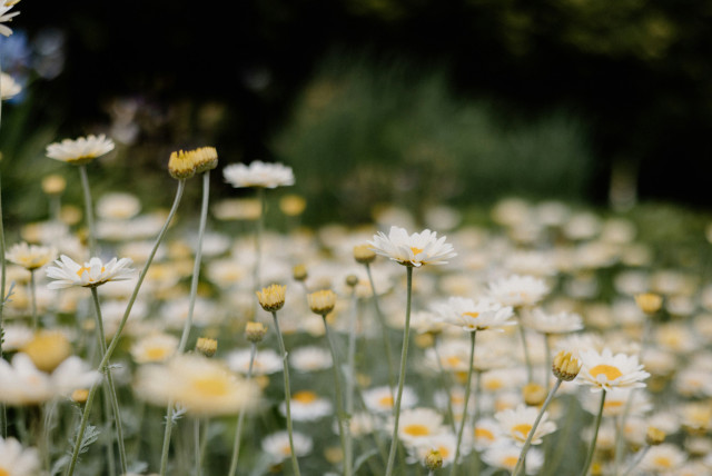 daisies in the wild 