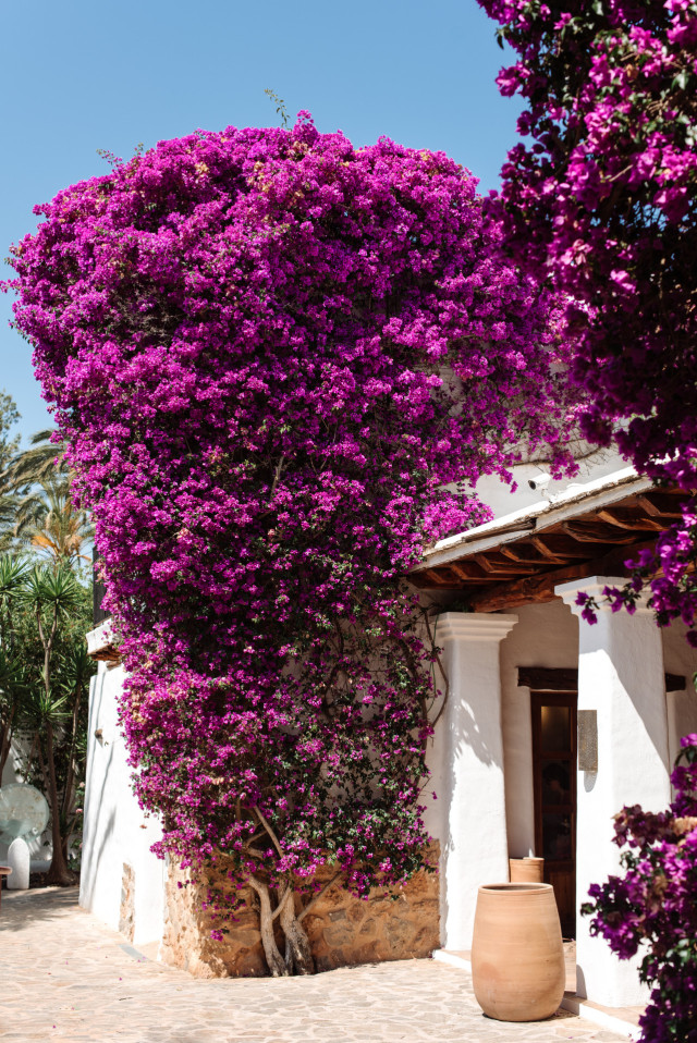 purple flowers on hotel wall 