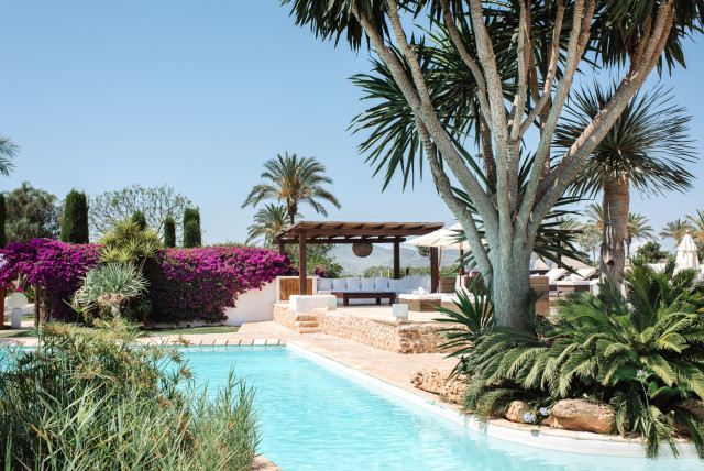 hotel pool framed by plants and trees