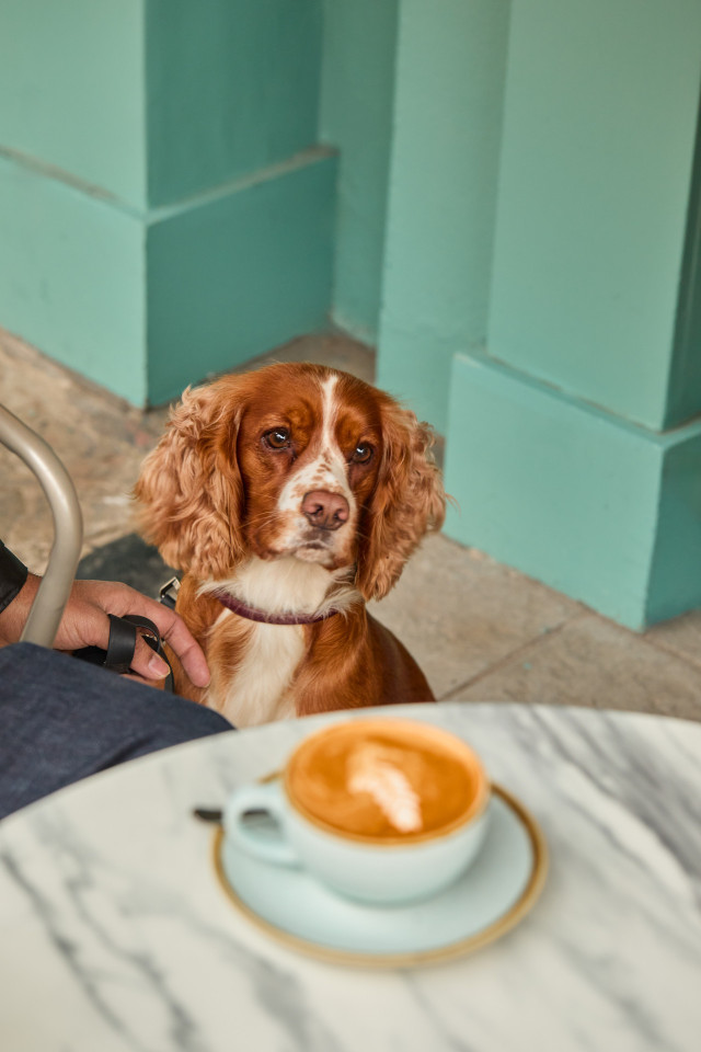 spaniel sat outside next to marble table