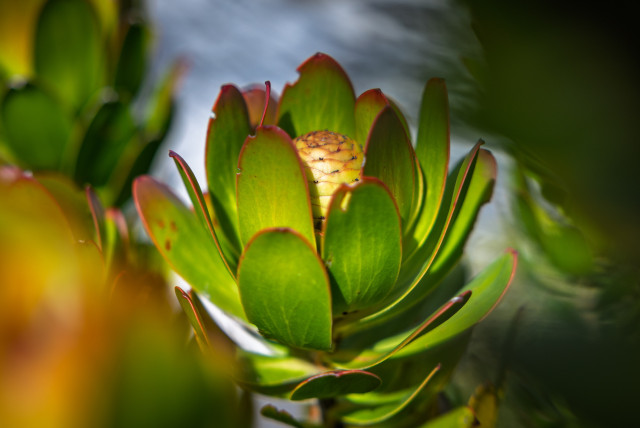 national flower of south africa 