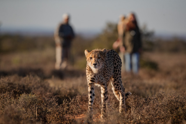 cheetah tracking on foot in south africa 