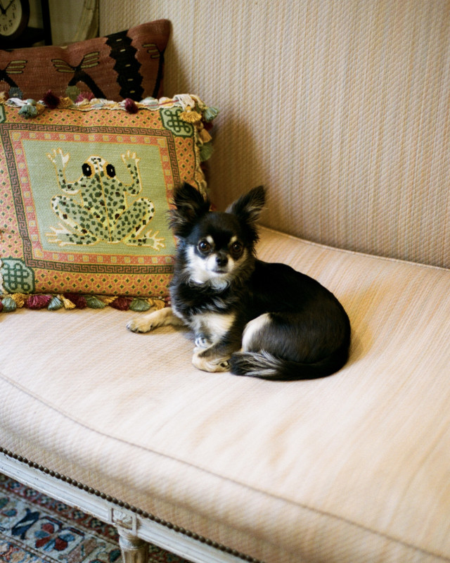 small dog sat on cream sofa
