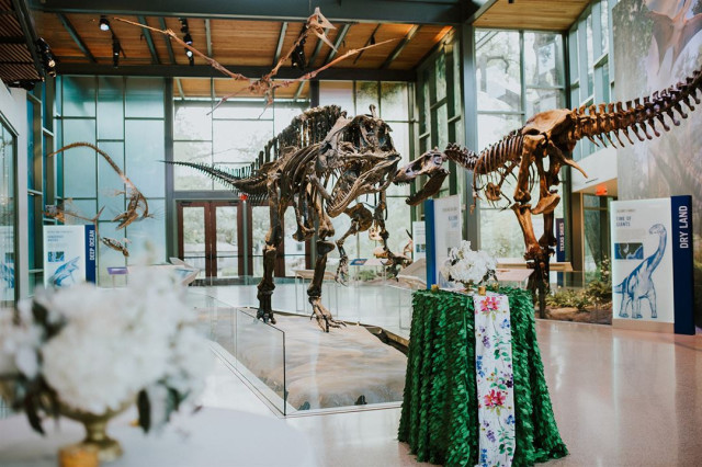 Dinosaur skeletons at museum