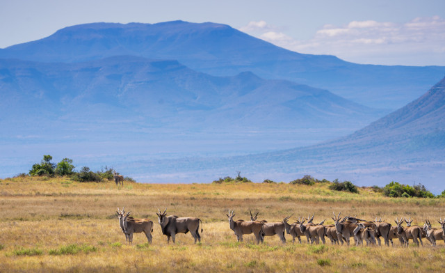 elands in south africa 