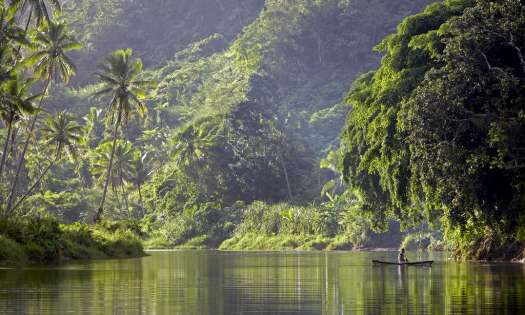 A small boat floats on a calm river. A person is standing in it, surrounded by dense, lush green rainforest with towering trees and foliage under soft sunlight.