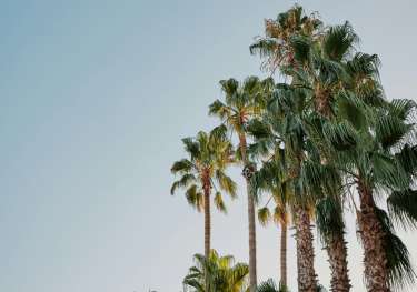 Palm trees in las vegas.