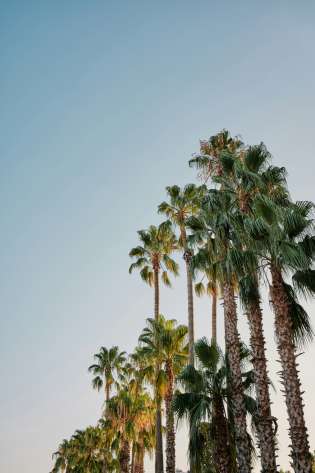 Palm trees in las vegas.