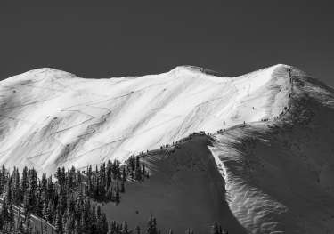Black and white photo of aspen.