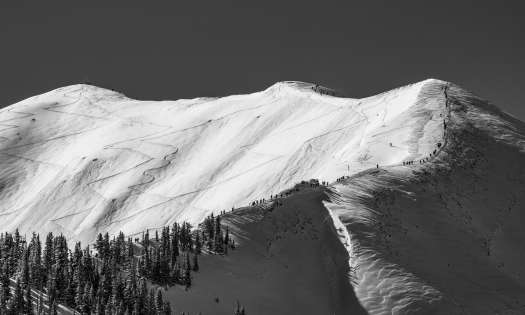 Black and white photo of aspen.
