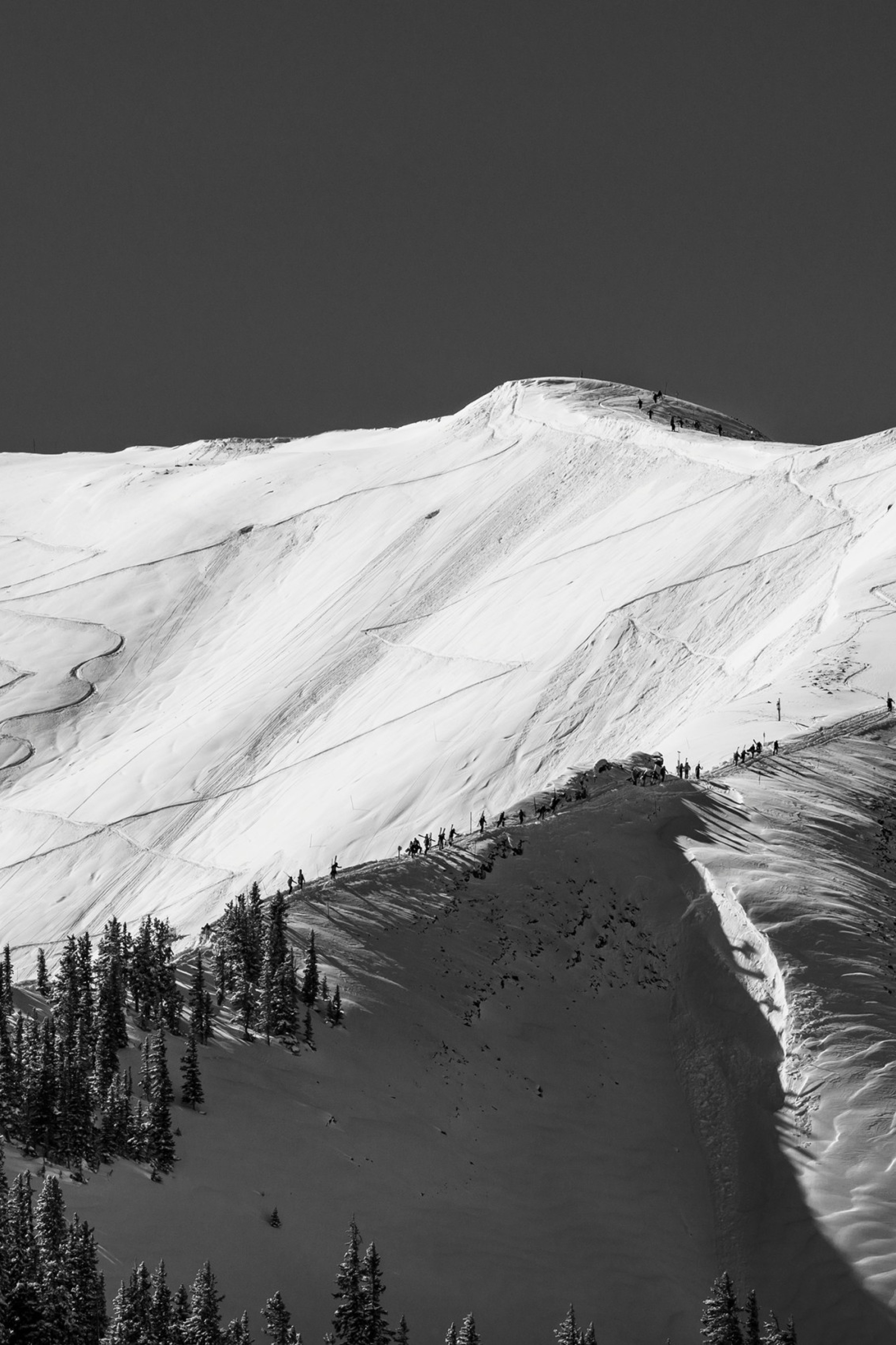 black and white photo of aspen