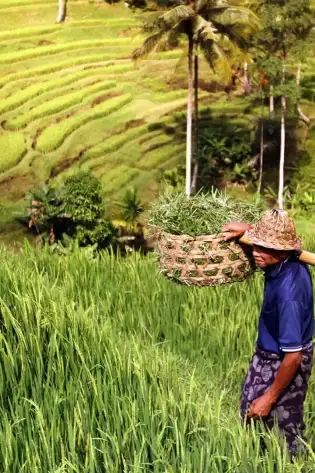 Bali_farming.