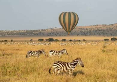 Balloon safari, zebras .