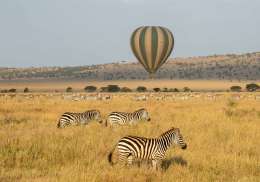 Balloon safari, zebras .