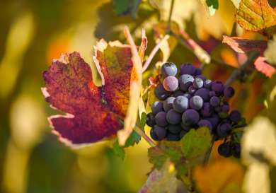 Bunch of red grapes in napa valley.