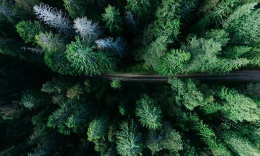Aerial view of forest in sweden.