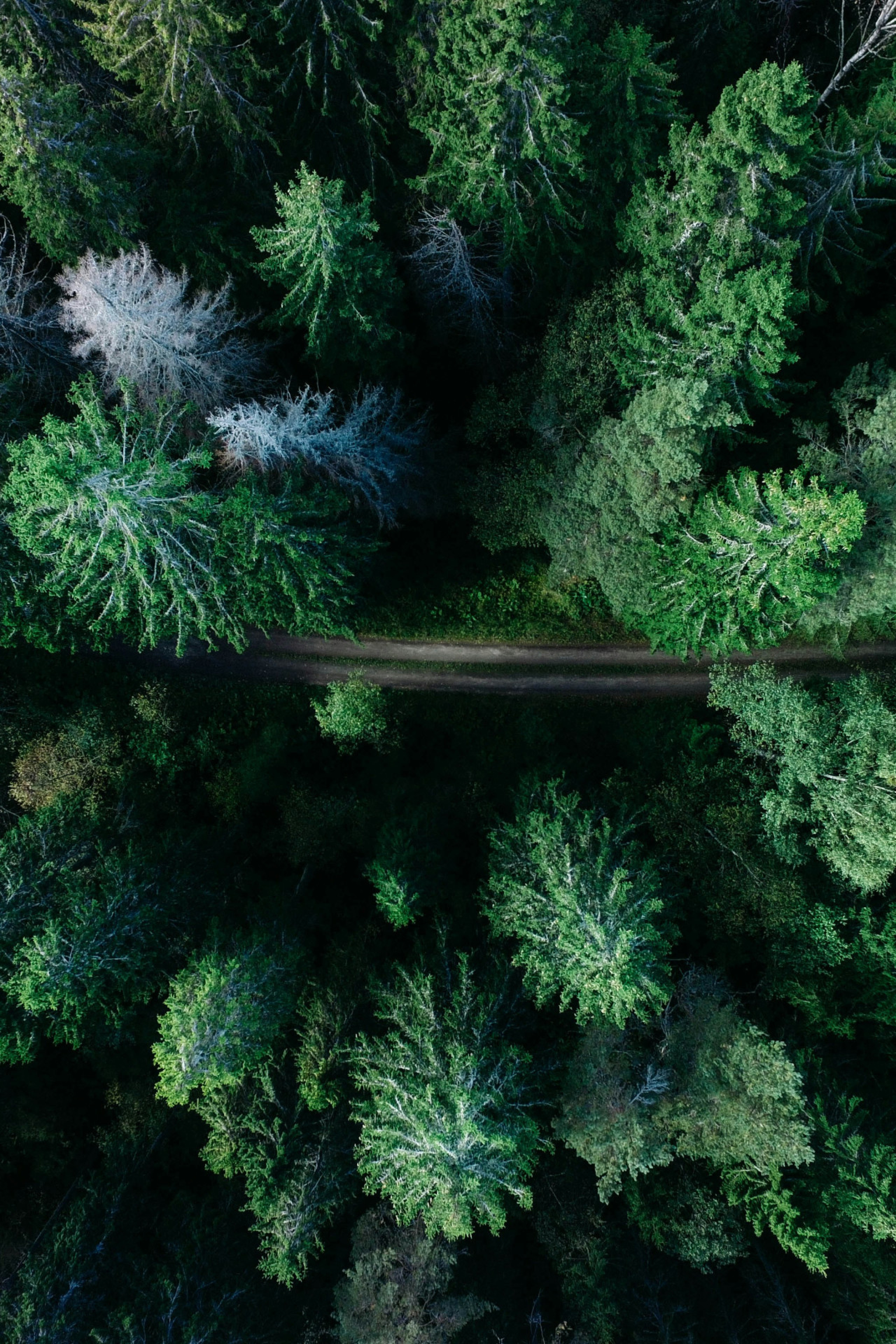 aerial view of forest in sweden
