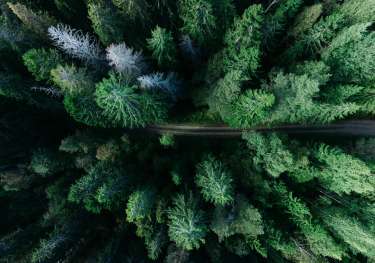Aerial view of forest in sweden.