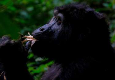 Gorilla uganda .