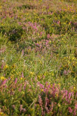 Purple grass in dartmoor .