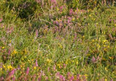 Purple grass in dartmoor .