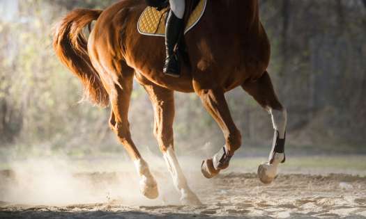 Person riding chestnut horse.