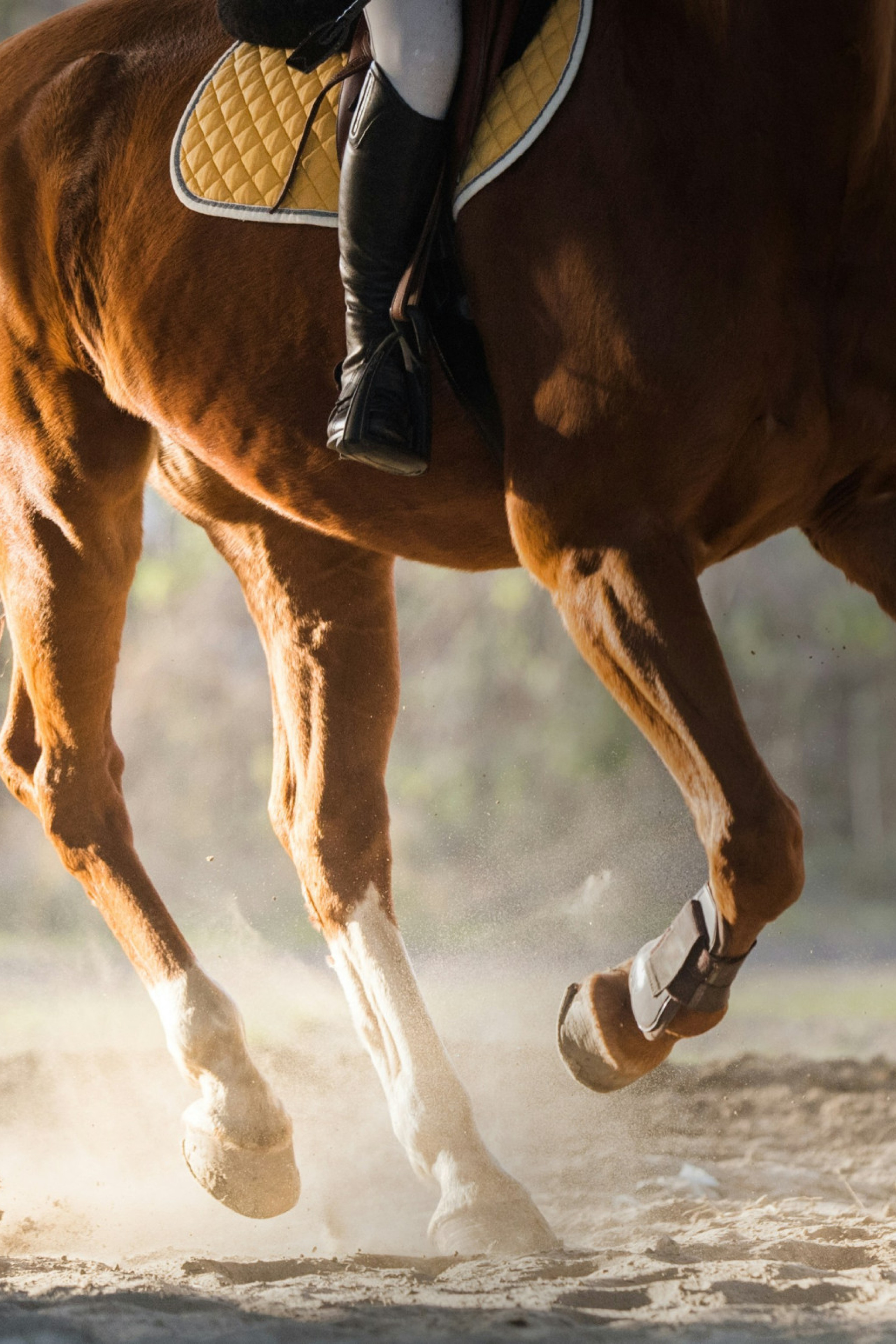 person riding chestnut horse