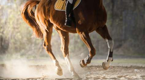 Person riding chestnut horse.