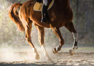 Person riding chestnut horse.