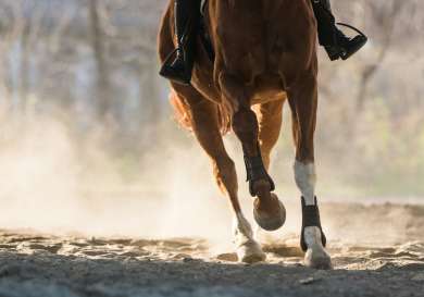Person riding horse.