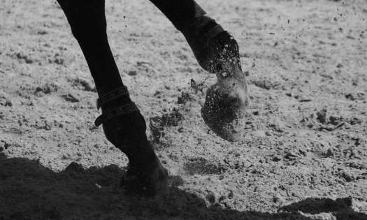 Black and white photo of horses feet.