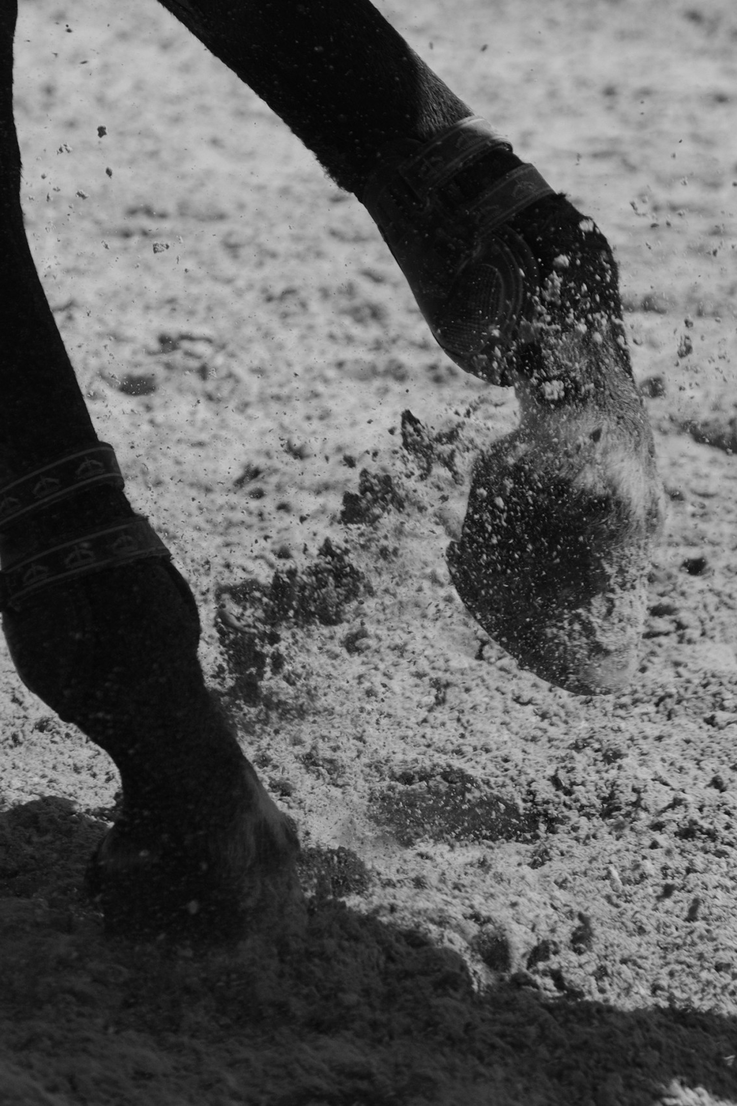 black and white photo of horses feet