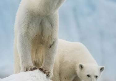 Longyearbyen svalbard polor bears wildphoto 560x800.