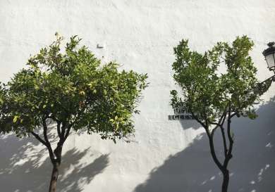 Two trees against white wall.