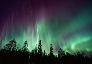 Nothern lights with silhouettes of trees .