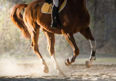 Person riding chestnut horse.