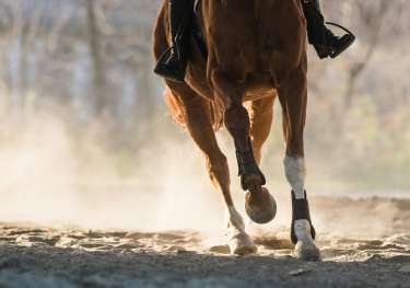 Person riding horse.