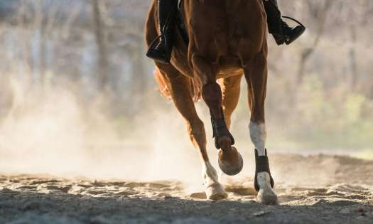 Person riding horse.