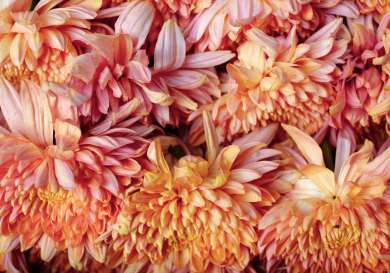 Pink and orange dahlias.