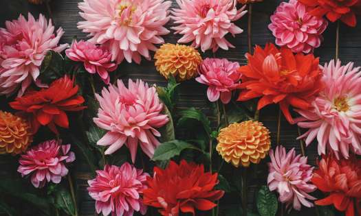 Pink and orange flowers arranged on a table.