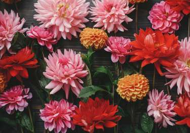 Pink and orange flowers arranged on a table.
