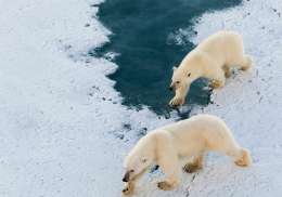 Polar bears svalbard. 1657276926.