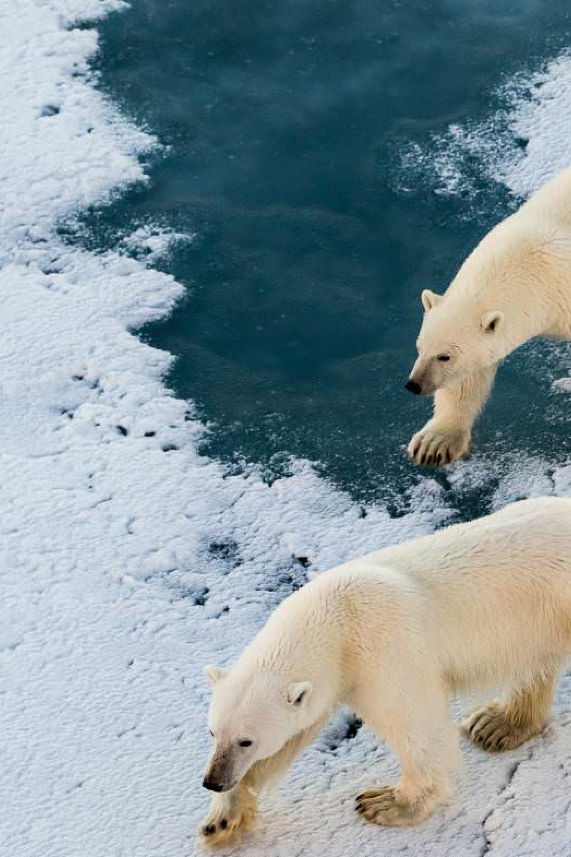 polar-bears-svalbard..jpg