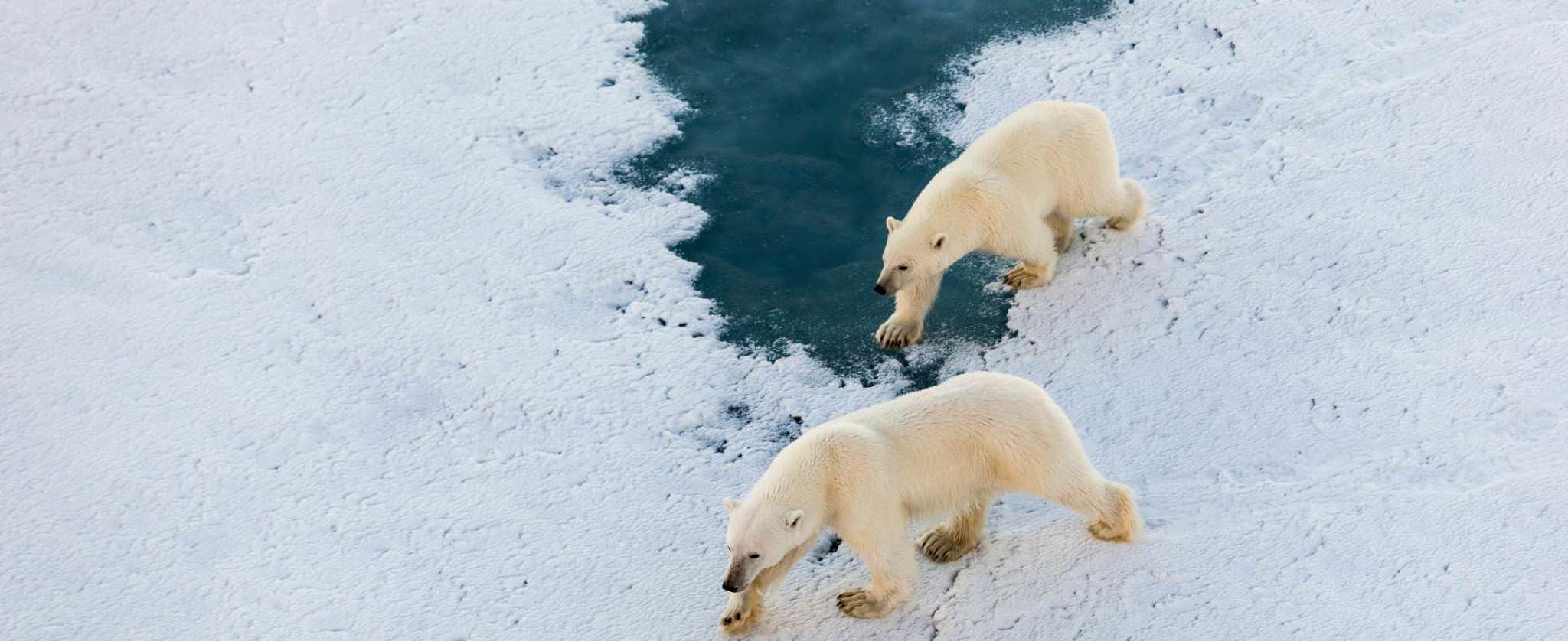 Polar bears svalbard.
